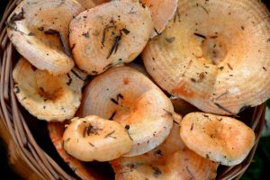 Sustainable Cooking Tips for Eco-Conscious Eaters