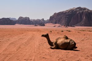Desert Adventures That Go Beyond Camel Rides