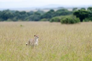 Wildlife Safaris That Support Conservation Efforts