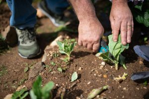 Sustainable Landscaping Gains Ground in New Neighborhoods